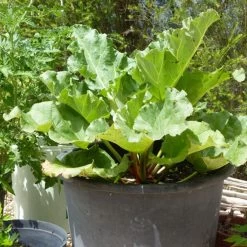 Full Season Rhubarb Collection -Outdoor Plant Store VEG0179 1 f41e58e5 b8bc 4803 a43e 1691f170b061