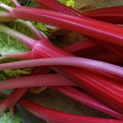 Full Season Rhubarb Collection -Outdoor Plant Store VEG0179 2 ee10ba25 a25e 48e9 9e72 1c0d320a2add