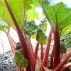 'Timperley Early' Rhubarb Plant