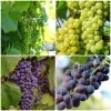 British Winemaking Grape Vines Collection -Outdoor Plant Store WinemakingGrapes dd2622f4 95c8 4e64 90c9 0a9a806d4970