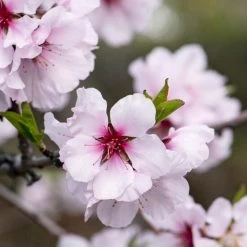 'Princess' Almond Tree | Prunus Dulcis -Outdoor Plant Store almond 1