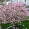 'Princess' Almond Tree | Prunus Dulcis 2 'Princess' Almond Tree | Prunus Dulcis -Outdoor Plant Store almond 3
