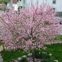 'Princess' Almond Tree | Prunus Dulcis