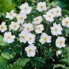 Anemone 'Honorine Jobert'