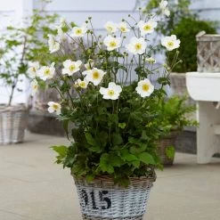 Anemone 'Honorine Jobert' -Outdoor Plant Store anemoneHJ 3 53563684 f80e 4a63 873c 0feb290f9aaa