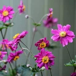 Anemone 'Prinz Heinrich' -Outdoor Plant Store anemonePH 3 70c08fdd 44f5 4f89 bec6 7bb5bf87ba04