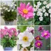 Ultimate Anemone Collection 2 Ultimate Anemone Collection -Outdoor Plant Store anemonecollection 1 dbf970b0 bb30 4954 8a78 9fc6e798ce38