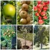 Best Apple Trees For Any Purpose | Growers' Choice -Outdoor Plant Store apple trees any purpose