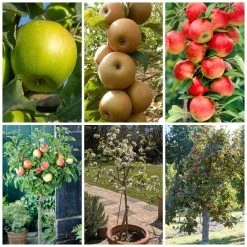 Best Apple Trees For Any Purpose | Growers' Choice