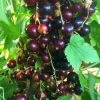 Big Ben Blackcurrant Bush -Outdoor Plant Store bigben 5