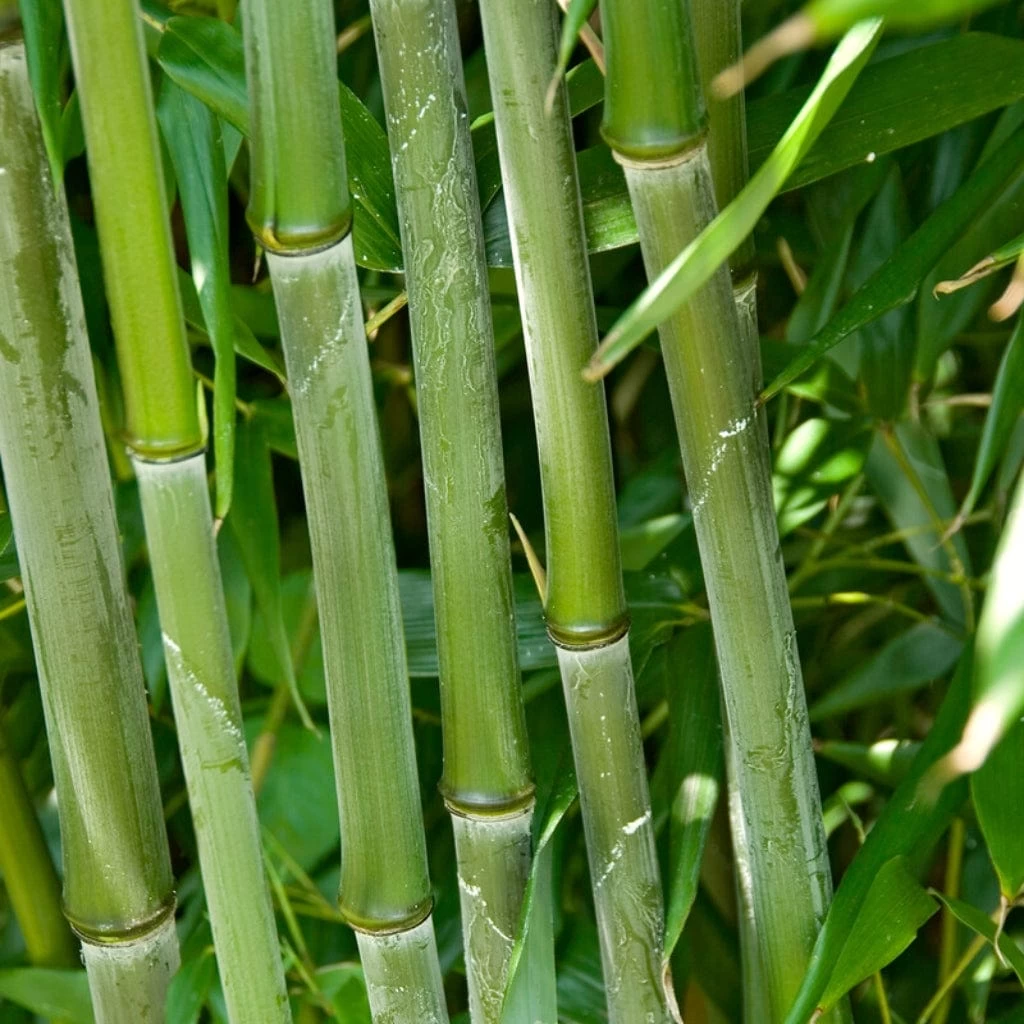 Green Bamboo | Phyllostachys Bisettii 4 Green Bamboo | Phyllostachys Bisettii - Image 2