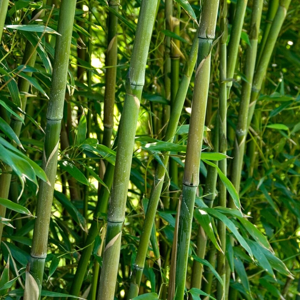 Green Bamboo | Phyllostachys Bisettii 3 Green Bamboo | Phyllostachys Bisettii