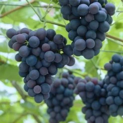 'Black Hamburgh' Indoor Grape Vine -Outdoor Plant Store black hamburg