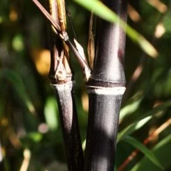 Black Bamboo | Phyllostachys Nigra 10 Black Bamboo | Phyllostachys Nigra -Outdoor Plant Store blackbamboo 1