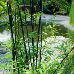 Outdoor Plant Store -Outdoor Plant Store blackbamboo 4