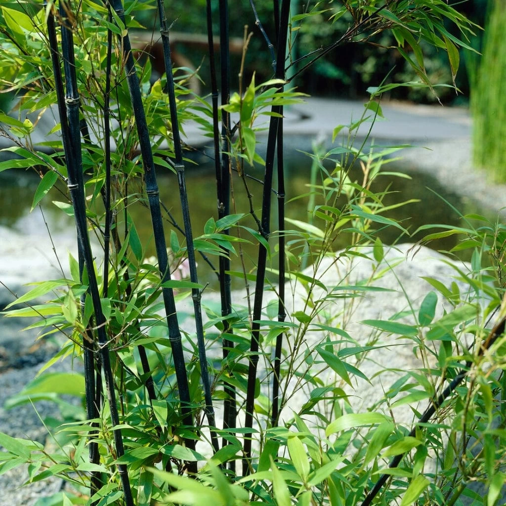 Black Bamboo | Phyllostachys Nigra 4 Black Bamboo | Phyllostachys Nigra - Image 2