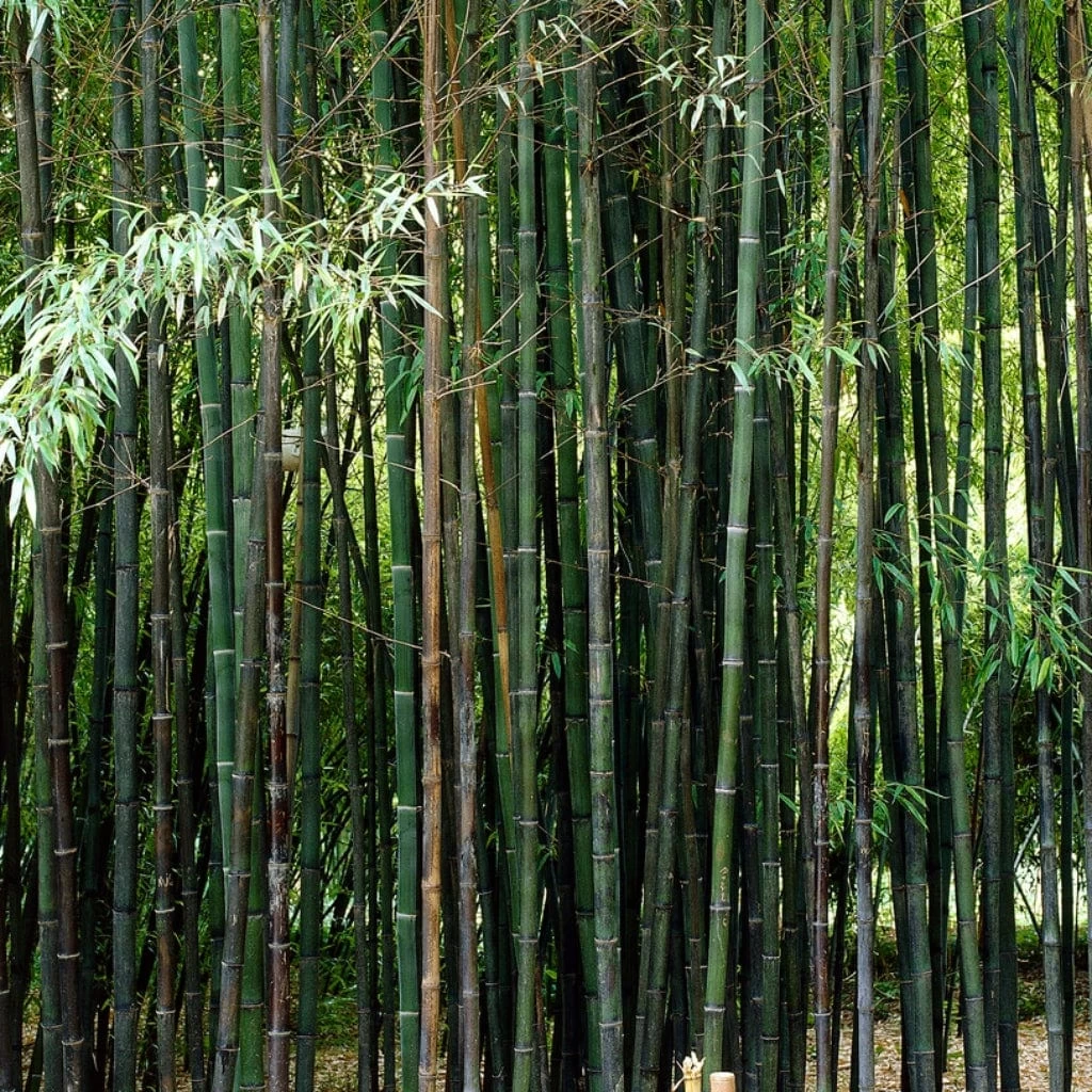 Black Bamboo | Phyllostachys Nigra 5 Black Bamboo | Phyllostachys Nigra - Image 3