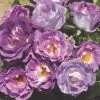 'Blue For You' Floribunda Rose -Outdoor Plant Store blue for you 5f65d5ba 4434 4eea 9ca7 9a61a7d1dca7