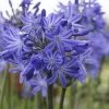 Agapanthus 'Star Quality' | 7.5L