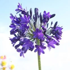 Agapanthus 'Royal Velvet' -Outdoor Plant Store brer09527sq