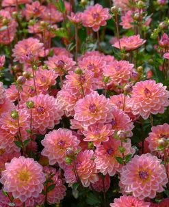 Dahlia 'Pacific View' -Outdoor Plant Store brer09906