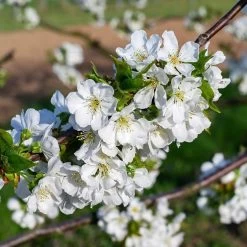 May Duke Cherry Tree -Outdoor Plant Store cherry add2 f8c4954b a5d2 491d b456 a968a17fcd6d