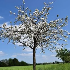 Morello Cherry Tree -Outdoor Plant Store cherry add d0c0795a 9c74 41e9 b055 8f5cbe14ed77