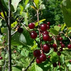 The 3 Best Fruit Trees For Small Gardens | Apple, Cherry & Fig -Outdoor Plant Store cherrytree21 10 9106be21 ba8a 4a4f 93c0 754bae68b0c1
