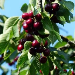 Sunburst Cherry Tree 16 Sunburst Cherry Tree -Outdoor Plant Store cherrytree21 16