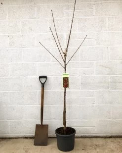 'Van' Cherry Tree -Outdoor Plant Store cherryvanpotted