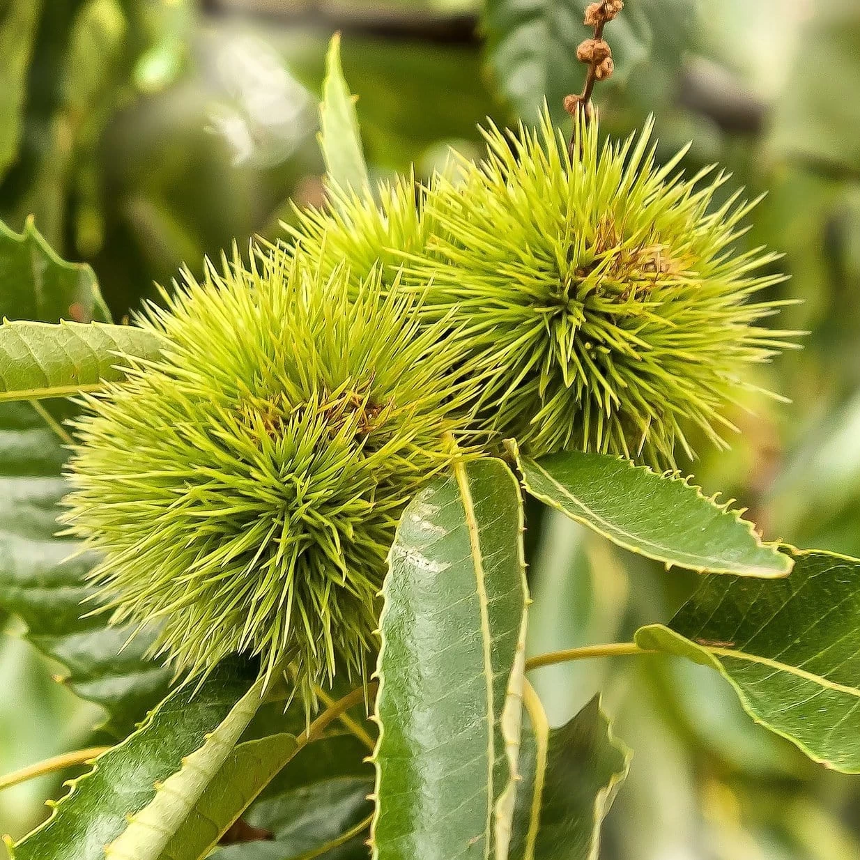 Chestnut Tree | Castanea Sativa 3 Chestnut Tree | Castanea Sativa - Image 2