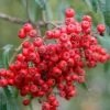 Cut Leaf Rowan Tree | Sorbus 'Chinese Lace' -Outdoor Plant Store chineselace 1