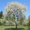 Chocolate Ice' Cherry Blossom Tree | Prunus 'Matsumae-fuki' -Outdoor Plant Store chocice 1