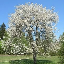 Chocolate Ice' Cherry Blossom Tree | Prunus 'Matsumae-fuki'