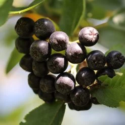 Unusual Berry Collection -Outdoor Plant Store chokeberries