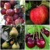 Complete Orchard Collection | Apple, Cherry, Pear, Plum Trees 2 Complete Orchard Collection | Apple, Cherry, Pear, Plum Trees -Outdoor Plant Store complete orchard