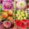 Premium Dahlia Plants Collection -Outdoor Plant Store dahlia collection 1