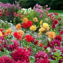 Premium Dahlia Plants Collection -Outdoor Plant Store dahliacol 1