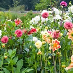 Premium Dahlia Plants Collection -Outdoor Plant Store dahliacol 3