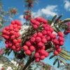 Pink Berried Mountain Ash Tree | Sorbus Eastern Promise -Outdoor Plant Store easternpromise 1