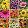 Ultimate Echinacea Collection 2 Ultimate Echinacea Collection -Outdoor Plant Store echinaceacollection 1 b8bfb8da 79a0 4af7 b3c6 a74122684fa6