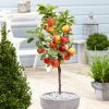 'Ecolette' Patio Apple Tree | 4.5L Pot -Outdoor Plant Store ecolette1