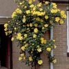 'Gardeners' Glory' Climbing Rose -Outdoor Plant Store elbo03964 gardeners glory