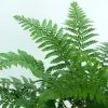 Makino's Holly Fern | Polystichum Makinoi