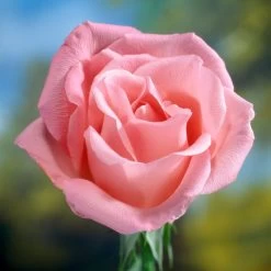 'Saphir' Shrub Rose -Outdoor Plant Store elbo58827 saphir