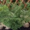 Lace Fern | Dryopteris Linearis Polydactila -Outdoor Plant Store elbo58975 d0e4067f f102 4297 89df 505c705661ea