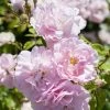 'Bonica' Shrub Rose -Outdoor Plant Store elbo67629 bonica