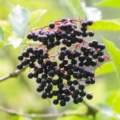 Best Mixed Native Wildlife Hedging | Growers' Choice -Outdoor Plant Store elderberry SHR0256 e670855f 782d 4eb9 96dc 812685d53493