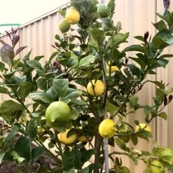 'Eureka' Patio Lemon Tree | 4 Seasons Lemon -Outdoor Plant Store eurekalemon