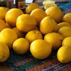 'Eureka' Patio Lemon Tree | 4 Seasons Lemon -Outdoor Plant Store eurekalemons